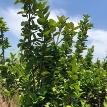 사철나무 묘목 10주묶음 울타리나무 (청아원예조경), 사철10주묶음 1.2m이상