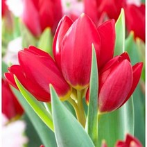 [꽃담은나무] 튤립 구근 야생화 정원꾸미기 네덜란드 직수입, 3.마카르스카