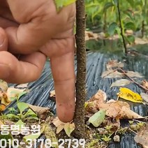 [동명농원] 마하랩 묘목 1년 노지묘