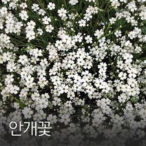 코리아팜 안개초500g