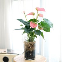 중품 수경재배식물 DIY세트 실내공기정화식물, 안스리움핑크, 에그석