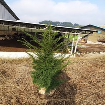착한가격 나무생각 / 주목나무(80cm~1m)*분, 주