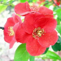 명자나무 묘목 - 키100cm 5개