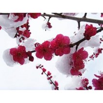 눈 속에서도 꽃이 피는 매화 꽃 설중매, 설중매1년생묘목