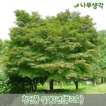 착한가격나무생각 청단풍 실생2년(10주묶음)
