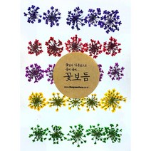 그린팜네이처 꽃보듬 압화-레이스플라워, 믹스5color