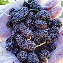 고창 토종 냉동 오디 1kg(트레이) / 고창오디 오디 냉동오디, 1개