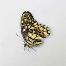 오리지널 나비 진짜 표본 날개 펴지 않은 곤충 나비목 과학 교육 수제 DIY 홈장식 홈데코 동상, 10