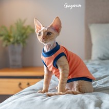 스핑크스고양이옷 가을 꼴갑옷 털없는고양이옷 예쁜 스핑크스, 긴 다리 노멀 바디 헤어리스/데본/코니스