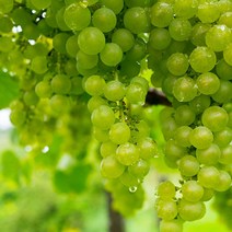 영화농산 영화청과 특급 수입산 청포도 1kg 고당도 망고 씨없는 껍질 생산 재배 시세 나무 공동 선별 산지, 녹색, 상세페이지 별도표기