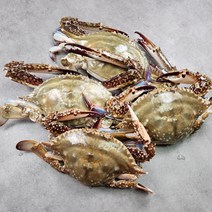 [자연별미] 조업즉시 급냉한 국내산 서해 연평도 냉동 꽃게, 급냉 암꽃게(대)1kg