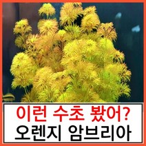 수초하우스) 오렌지 암브리아 3촉