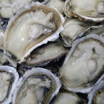 고흥 굴 1kg ~ 10kg 고흥 생굴 고흥 석화 각굴 자연산 돌굴 개체굴 이배체굴 깐굴 자연산 생굴 자연산굴 햇굴 햇생굴 김장용굴 석화 택배, 석화 10kg 60~100미