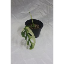 아큐미나타 바리에가타 (4) 희귀식물 동동플랜츠 관엽식물 정글플랜츠