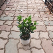 25~40cm 45 치자나무 소중품, 1개