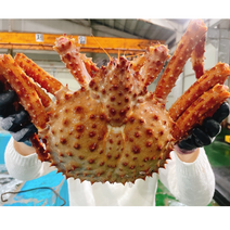 살아가는 활킹크랩 브라운 레드 킹크랩, 1.3kg 내외 브라운활킹크랩, 1개