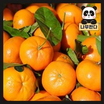 (나무판다) 귤나무 묘목 시리즈 - 레드향 천혜향 한라봉 레몬 유주 금귤, 8. 금귤나무 7치화분, 1개
