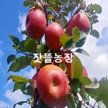 잣뜰농장 밀양 얼음골사과 GAP인증 산지직송 5kg 10kg, 18과(중소과)
