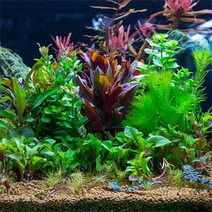 [바보사랑] 피알피쉬 3자 수초세트(90cm 수조용), 난이도선택:B보통난이도, 상세 설명 참조