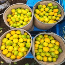 [올레돌밭농원] 23년 제주직송 하우스감귤 1.5kg 2.5kg 4.5kg 가정용, 하우스귤2.5Kg중대과