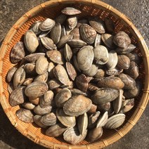 바지락 1kg 1개 (1~2인분) 조개구이 모듬조개 해물탕 해물찜 조개구이