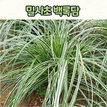 밀사초 백록담(15cm 화분) 그라스 노지월동 조경용 상록식물 / 사초류
