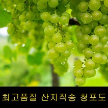 특급 씨없는청포도 청포도2kg 청포도재배 청포도농장 포도 청포도나무 망고포도 고씨네 청포도, 2kg