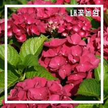 수국 레드바론 P9 (2월 모습)