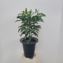 플랜테리어 만냥금 중대품 50-70cm 155, 1개