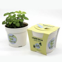 1300K 면역력에 좋은 레몬밤 키우기세트, 단품