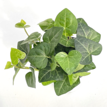 단연화 하트아이비 키우기 소품 실내 인테리어 공기정화식물 수경식물 넝쿨식물