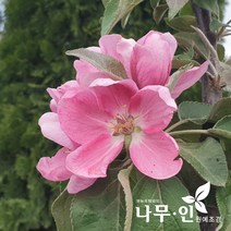 [나무인] 기둥사과 결실주