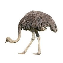 에뮤오일 (Emu Oil) 액상 비누 화장품 만들기재료, 100ml