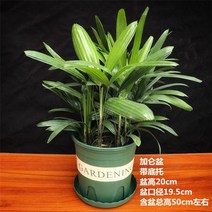 분재 나무 실내외 푸른 녹화 정화 공기 포름알데히드 화분, T06-대갈색 대나무 5년 모종 갤런 화분