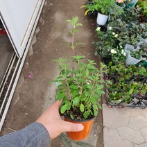 체리세이지 (1박스20개입)월동가능꽃식물