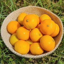 고당도 제주 햇 노지감귤 3kg 6kg(2S/S~M로얄과/L~2L), 제주 감귤 6kg(L~2L)