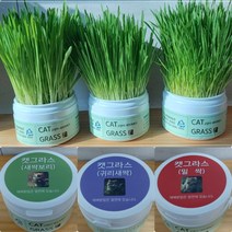 캣그라스 재배세트 + 밀싹 또는 보리싹50g 랜덤무료제공서비스, 귀리싹캣그라스+싹50g서비스