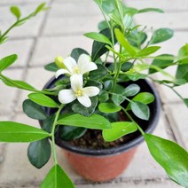 오렌지자스민 (소품)