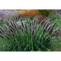 블랙 수크령 (Black beauty) 10센치포트