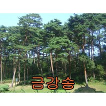 금강송3년생분묘 10그루 나무 묘목 소나무 적송 조경수