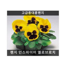 식용꽃 씨앗 모음 ... - (해바라기 퀸 벨벳 10립), 팬지 인스파이어 옐로브로치 1000립