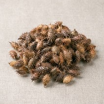 신토불이 국산 약초 도꼬마리(창이자) 100g, 12XN_국산도꼬마리(창이자)100g