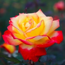 사계넝쿨장미 나무 / 찰스톤 (Charleston) 내한성 개화기간이 길어요 / 키1.2미터 FG81