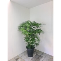종려죽 대형 실내공기정화식물 반려식물 플랜테리어 온누리꽃농원, 1개