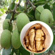 묘목/왜성호두나무 (8518품종) M032