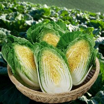 [해남대박농원] 속차고 잘 절인 해남 절임배추 김장배추 20kg 산지직송 해남배추, 01월 14일(토) 수령