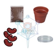 LYC/교과서 강낭콩 기르기 1인용/식물 관찰 키우기