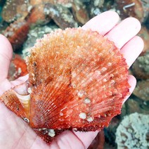 22년 산지 통영굴구이 바다장어멍게 당일작업, 1box, 비단가리비1kg