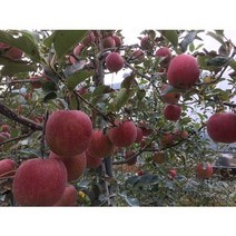 경북봉화 고냉지 유기농사과 