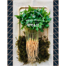 새싹농부의 건강한 새싹삼 선물용 중30뿌리